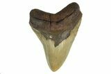 Fossil Megalodon Tooth - Huge NC Meg #298795-1